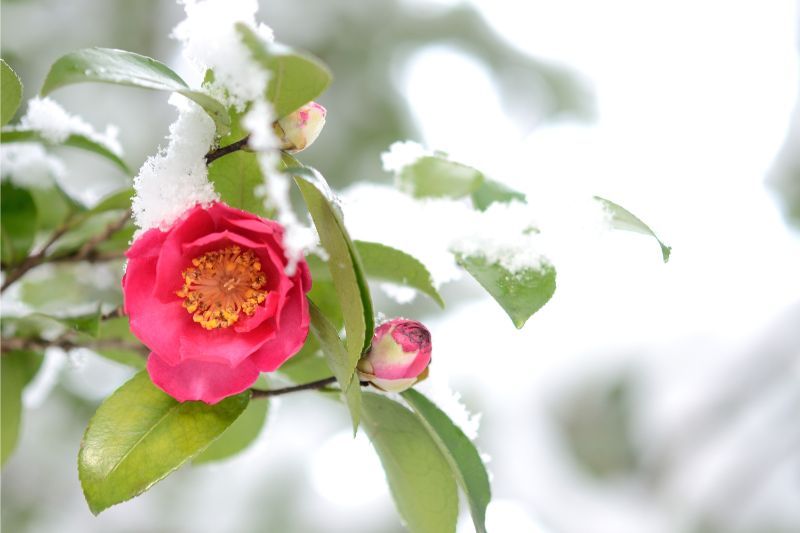 冬に咲く花はどのくらい種類があるの おすすめと育てやすいお花を紹介 株式会社プレミアガーデン