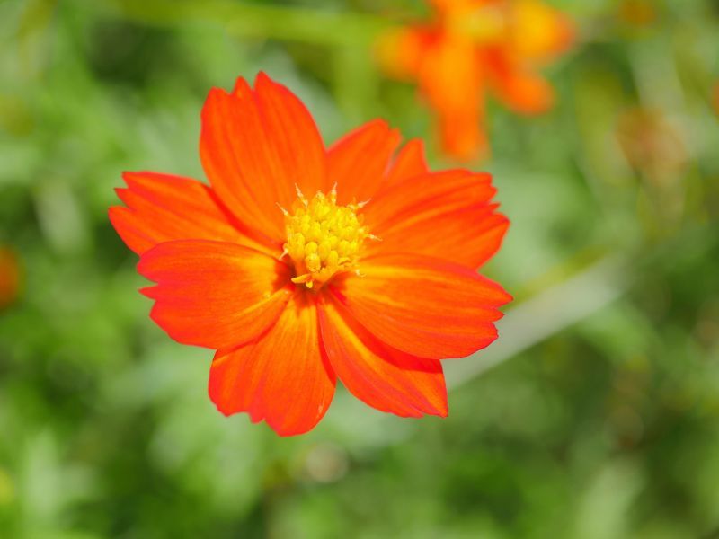 コスモス 秋桜 の花言葉って 種類や育て方 プレゼントのコツをご紹介 株式会社プレミアガーデン