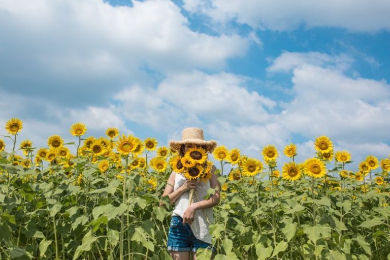 ひまわり紐ってご存知ですか？