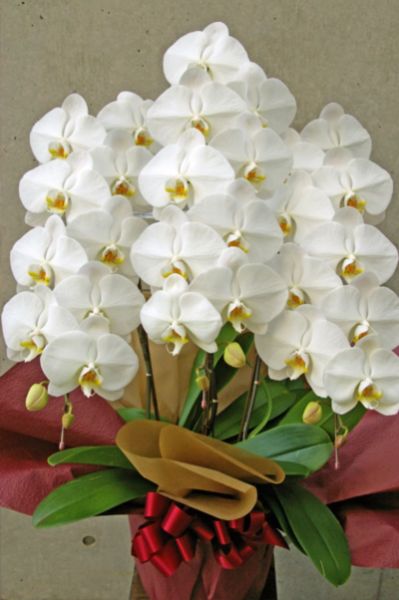 さまざまなギフトシーンに最適な大輪の白い胡蝶蘭３本立て