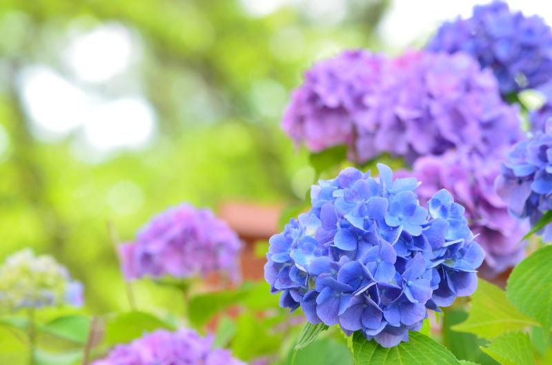 6月の花_アイキャッチ