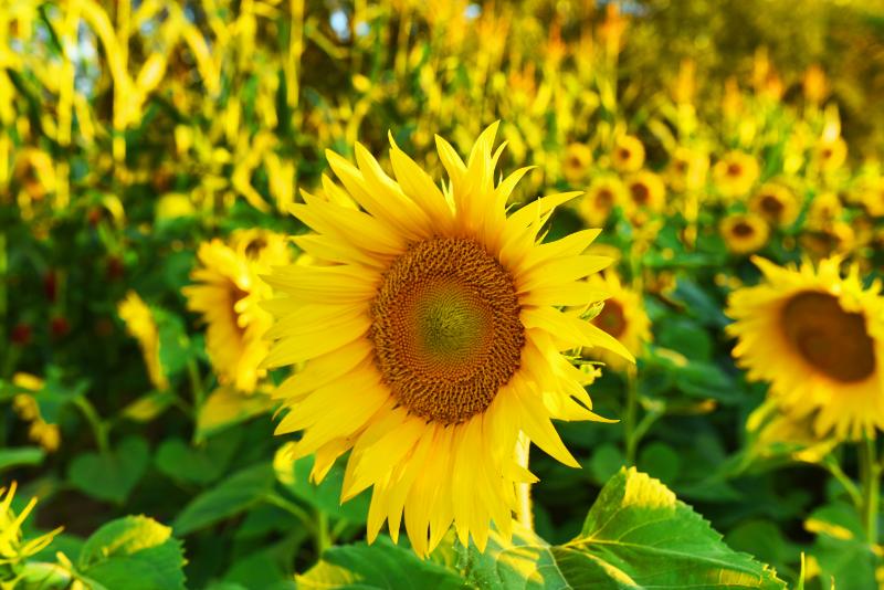 7月の誕生花_アイキャッチ