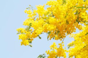 ミモザの花言葉