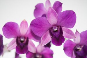 夏の花ランキング