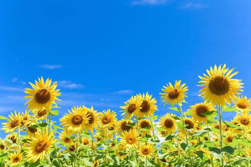 夏の花人気ランキング9選