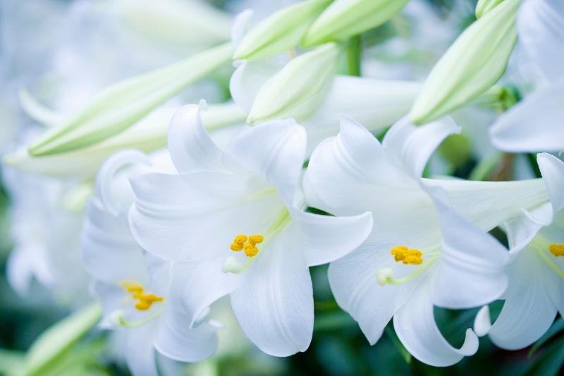 ユリの花言葉