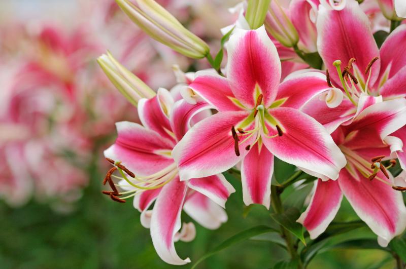 ユリの色別の花言葉
