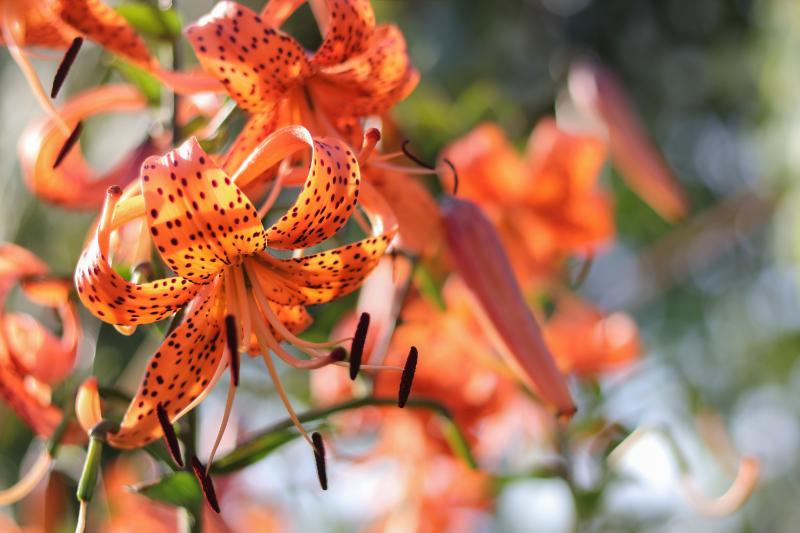 品種別の花言葉
