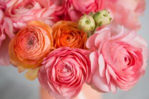 ラナンキュラス全体に共通する花言葉