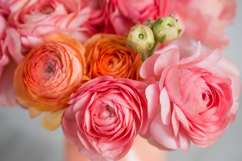 ラナンキュラス全体に共通する花言葉