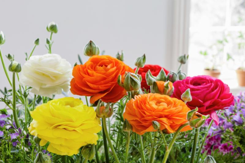 ラナンキュラスの花言葉