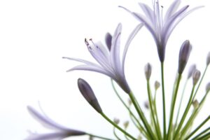 残暑見舞い 花 イメージ