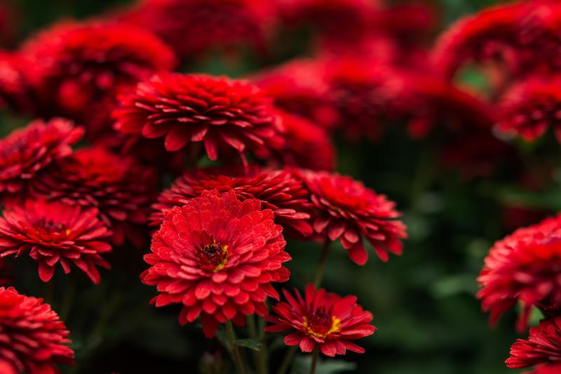 秋の花 イメージ