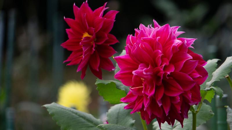 大輪 花 プレゼント イメージ