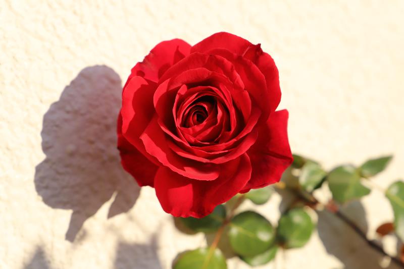 大輪の花をプレゼントに選ぶ魅力