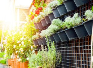 変わった花 ギフト イメージ