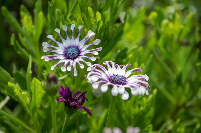 変わった花ギフトを贈るメリット