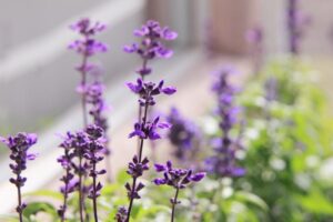 気持ちが落ち着く花の特徴