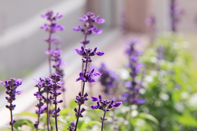 気持ちが落ち着く花の特徴